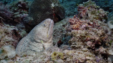 una enorme morena de boca amarilla se cubre y revela una hermosa anguila de morena dragón en el fondo
