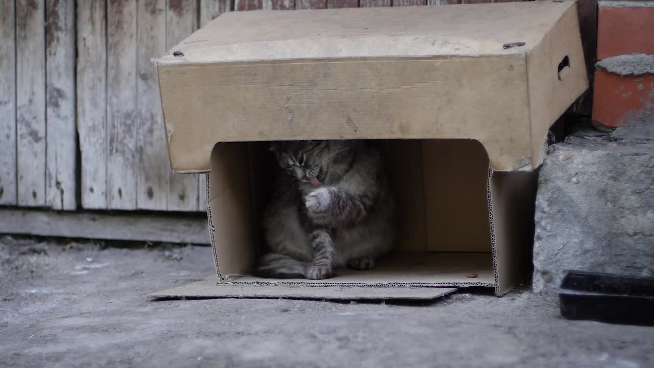 street cat in the box on neighborhood washing himself and looks out in slow motion