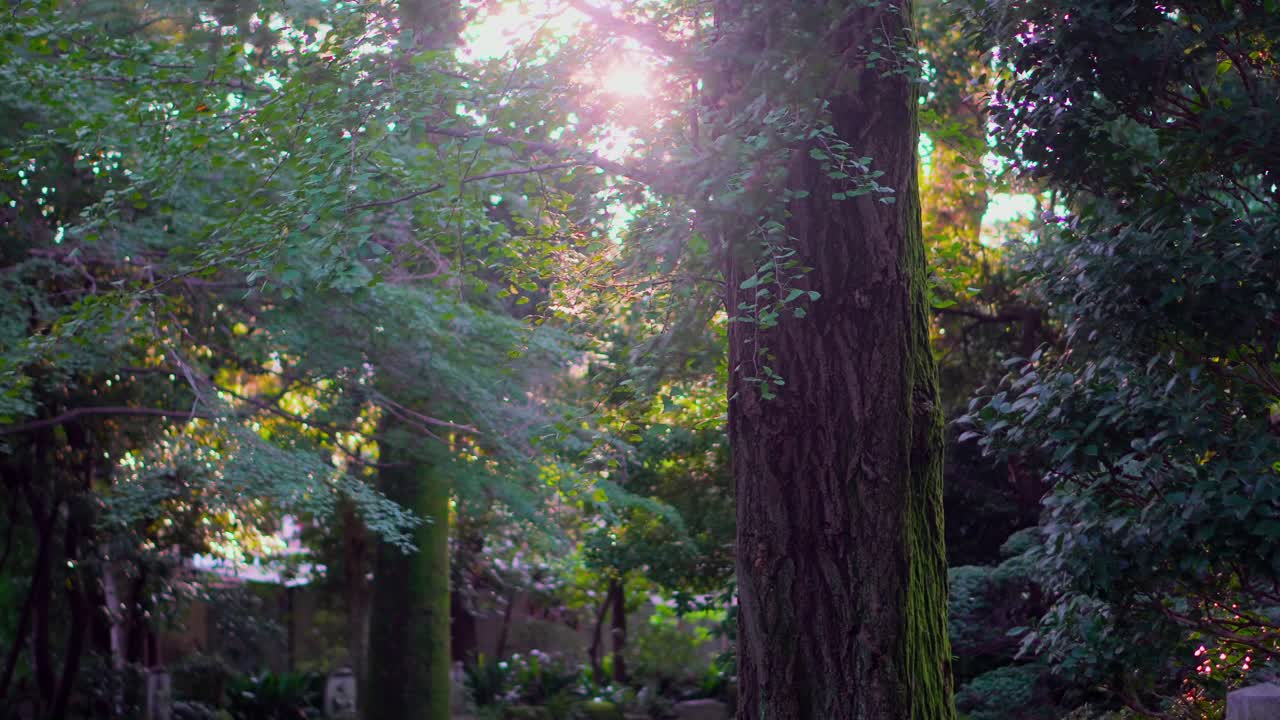 Many Buddhist temples in Japan have gardens that convey a lot of peace and serenity to the mind