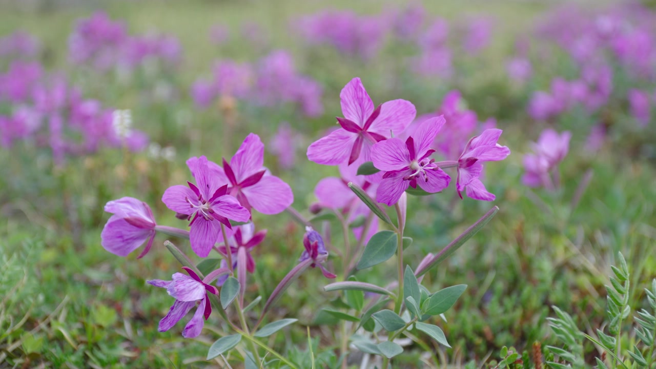 Prospettiva ravvicinata con obiettivo macro che si concentra sui petali rosa vivaci dei fiori di River Beauty (Epilobio nano) in fiore che ondeggiano nella brezza estiva artica