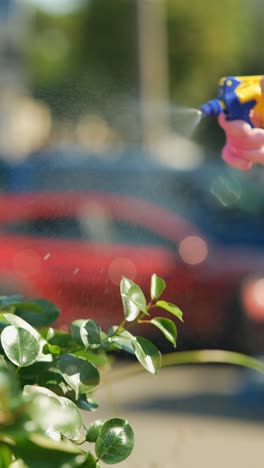watering plants outdoors