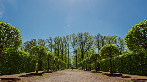 a row of sculpted trees in a botanical garden along a path with a young woman walking - time lapse