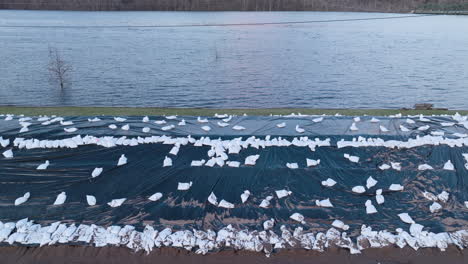 Viento-Que-Sopla-Agua-De-Inundación-Del-Río-Desbordado-Hacia-La-Barrera-De-Sacos-De-Arena-Durante-La-Temporada-De-Primavera