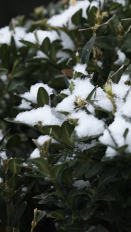 Frozen-branches