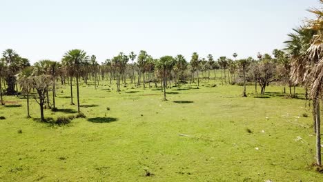 Pájaro-Volando-A-Través-De-Un-Campo-De-Palmeras