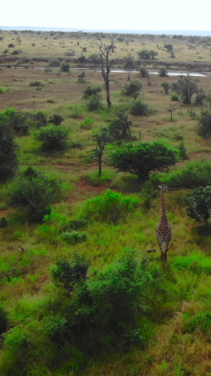Vista aerea di una giraffa che cammina nella savana africana