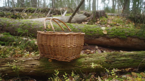 cesta de forraje de setas en el bosque