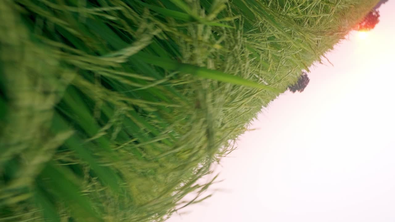 рисовое поле зеленая трава и закат пейзажный фон с панорамированием или вращением сцена движения