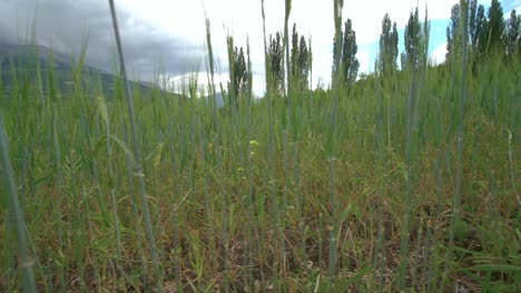 Low-shot-looking-through-tall-green-grass-in-a-meadow-with-dark-gloomy-clouds-hanging-over-a-mountain-peak-in-the-distance