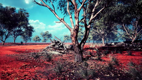 acacia-tree-in-the-open-savanna-plains-of-East-Africa-Botswana