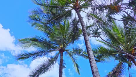 Sunny-california-palm-trees-Sunny-california-palm-trees