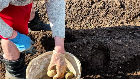 grandma planting potato in soil trench using hand. manual labor in farm eco field.