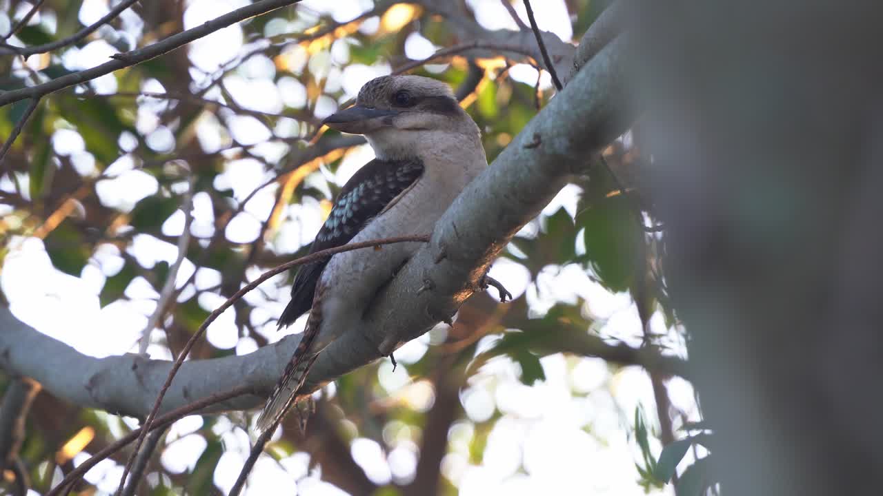 captura cinematográfica hermosa de la vida silvestre de una kookaburra riendo, dacelo novaeguineae posado en la rama de un árbol contra follajes verdes en las horas doradas del atardecer, wynnum, queensland, movimiento de mano de cerca