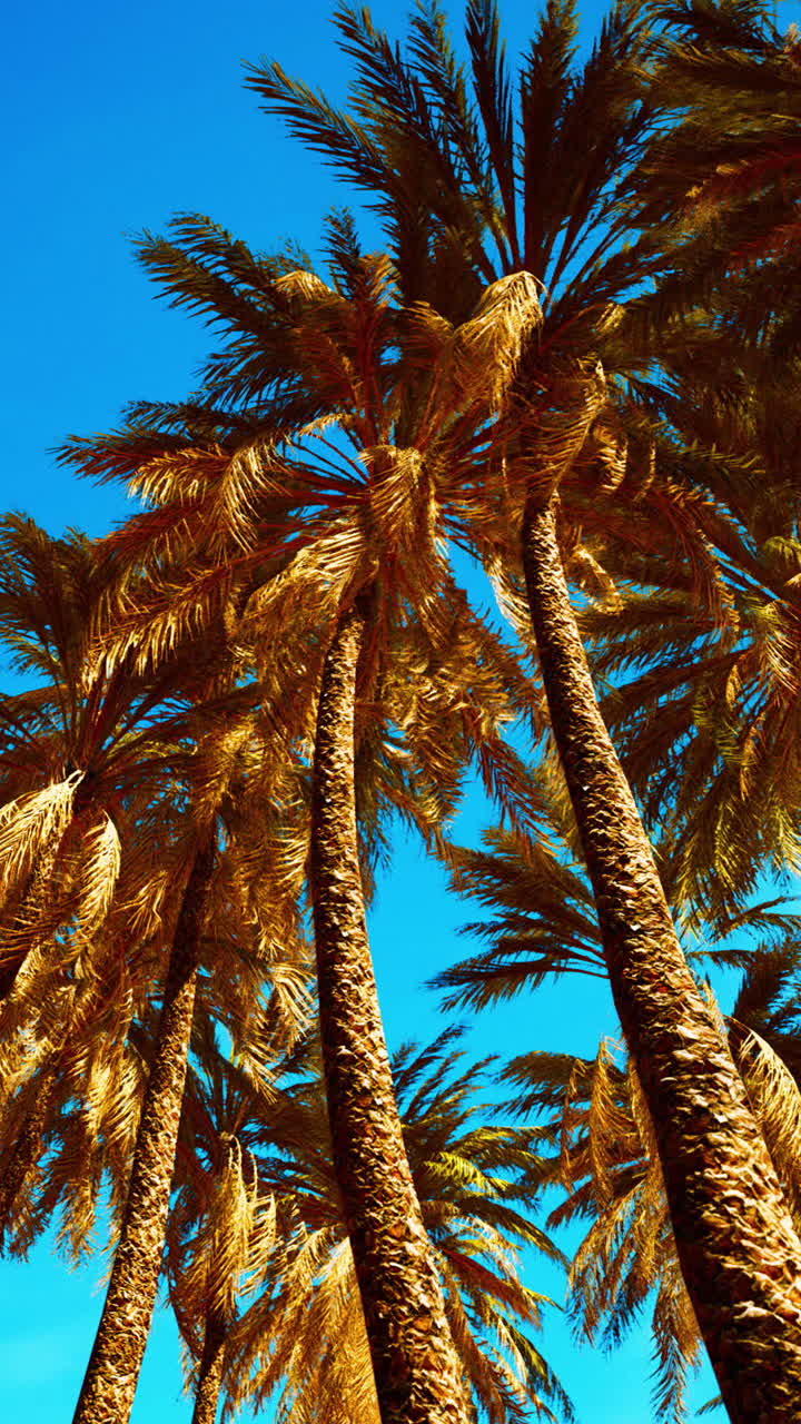Palm trees against a blue sky