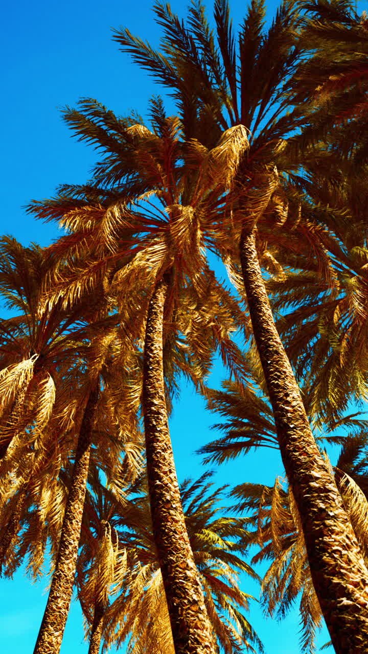 Palm trees against a blue sky