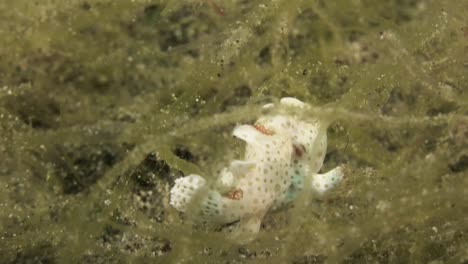 juvenile painted frogfish in a bed of seaweed