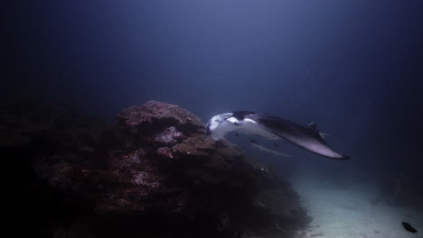 Manta-Raya-En-Una-Estación-De-Limpieza-De-Arrecifes-De-Coral