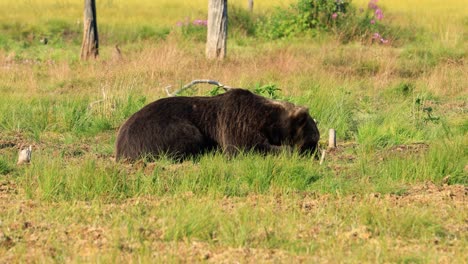brown bear (ursus arctos) in wild nature is a bear that is found across much of northern eurasia and north america. in north america, the populations of brown bears are often called grizzly bears.