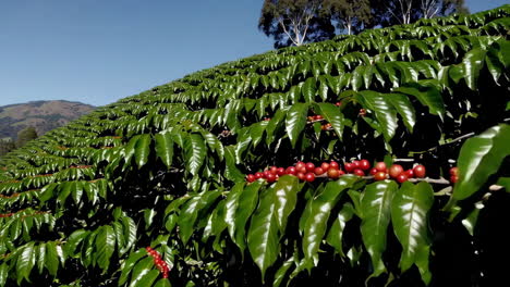 coffee plantation on a hillside