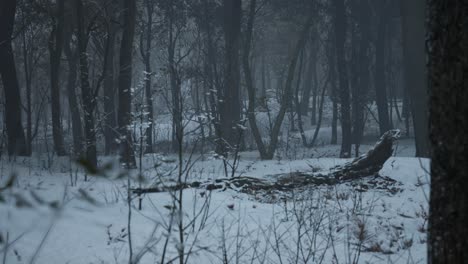 Un-Oscuro-Y-Espeluznante-Bosque-De-Pinos-En-Invierno,-Con-Niebla,-Nieve-Cubriendo-El-Suelo-Y-Cielo-Nublado,-Animación-3d,-Paisajes-Animados,-Zoom-De-Cámara