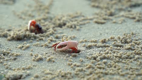 Nahaufnahme-Einer-Meerestierwelt,-Die-Eine-Männliche-Winkerkrabbe,-Austruca-Annulipes-Mit-Asymmetrischen-Krallen,-Einfängt-Und-Bei-Ebbe-Einen-Balztanz-Am-Sandstrand-Aufführt