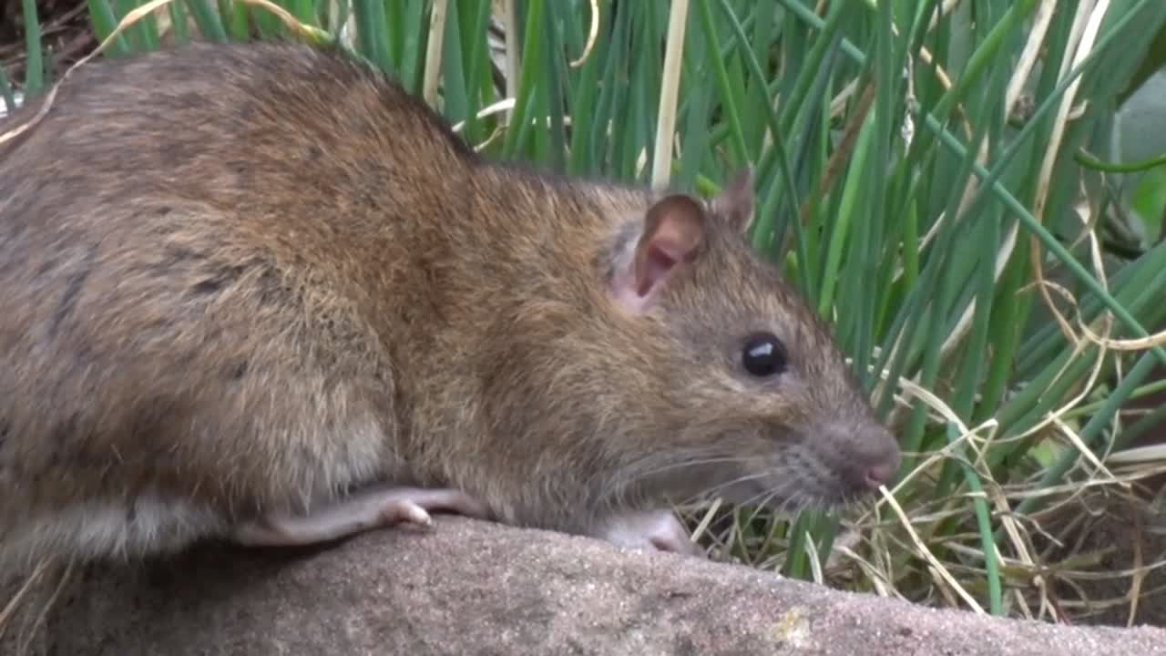 primer plano de una rata marrón adulta, rattus norvegicus, alimentándose en un jardín urbano