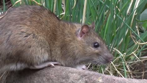 closeup of an adult brown rat, rattus norvegicus, feeding in an urban garden