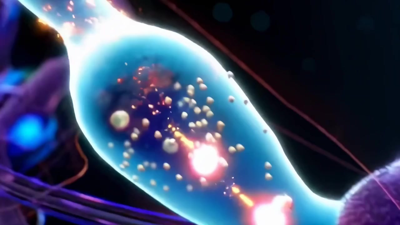 3D Animation of Human Brain Synaptic Transmission