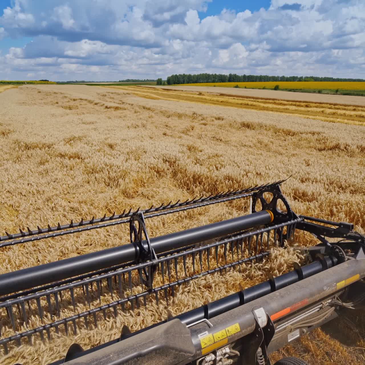 Special machine harvesting crop in fields, Agricultural technic in action. Ripe harvest concept. Cereal or wheat gathering. Heavy machinery, blue sky above field. Video from the combine.