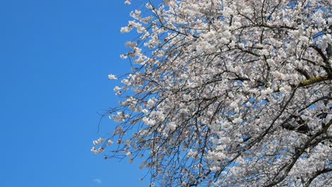 Ver-Hacia-El-Cielo-Con-Miles-De-Cerezos-En-Flor-Soplados-Por-El-Viento-Hacen-Que-Sus-Ramas-Se-Muevan-En-Un-Movimiento-Animado-Como-Bailar-En-Sendai,-Japón