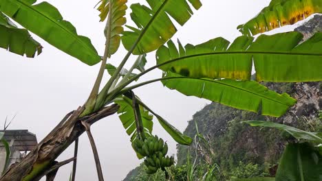 banana leaves swaying gently in the breeze