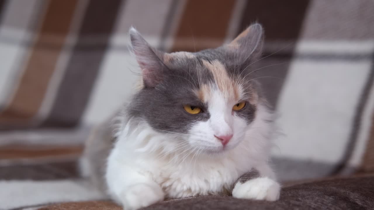 qué gato tan agradable.