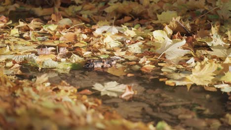 A-shallow-stagnant-pond-filled-with-fallen-autumn-leaves,-with-more-leaves-covering-the-ground-around-the-water's-edge