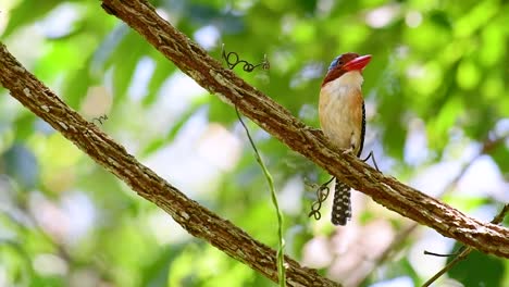 Un-Martín-Pescador-De-árboles-Y-Una-De-Las-Aves-Más-Hermosas-Que-Se-Encuentran-En-Tailandia-Dentro-De-Las-Selvas-Tropicales