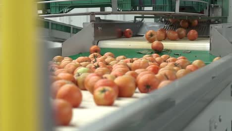 fresh tomato crops moving on factory conveyor belt for cleaning and processing