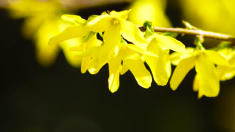 forsythia 2 disparo a cámara lenta