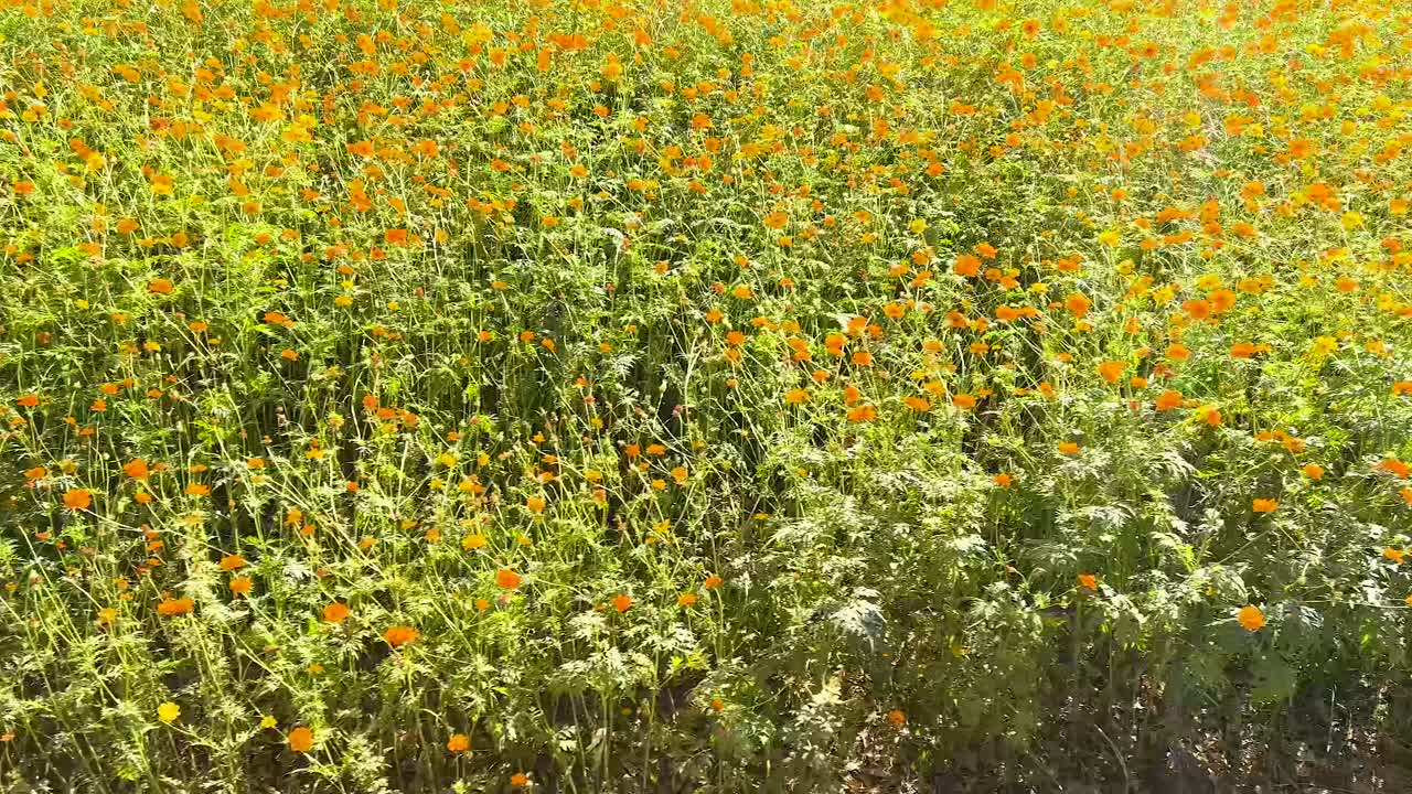 바람에 흔들리는 울창한 오렌지 꽃