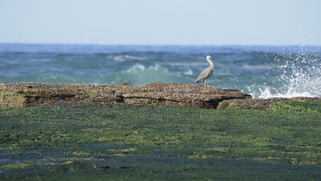 Ocean-waves-breaking-onto-rocks-while-White-faced-Heron-walks-from-left-to-right-across-screen-on-a-sunny-day