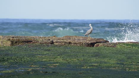 ocean waves breaking onto rocks while white-faced heron walks from left to right across screen on a sunny day