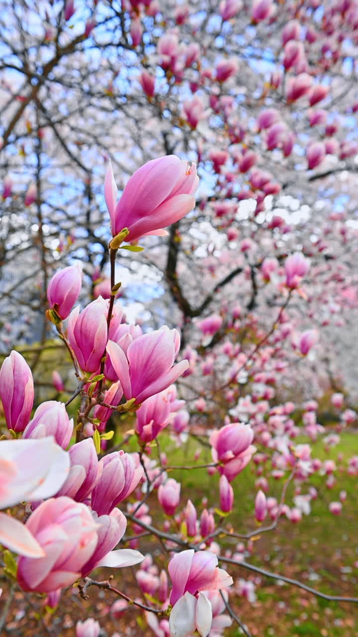 Blooming magnolia tree at sunset light. Blooming magnolia branches at sunset light. Pink magnolia tree. Magnolia tree background