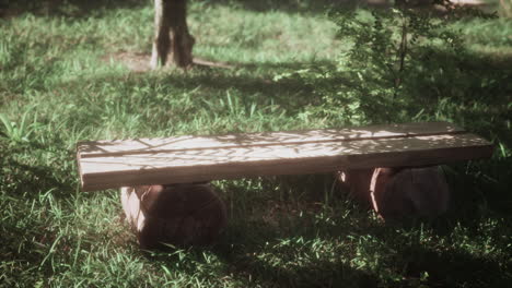 wooden bench in a tranquil forest setting