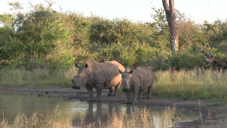 a dehorned female white rhino with her calf drinking at a waterhole in africa