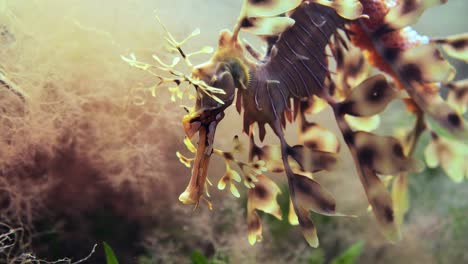 Leafy-Sea-Dragon-with-eggs-macro-close-ups-4k-slow-motion