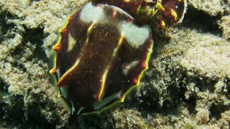 close-up-shot-of-flamboyant-cuttlefish-moving-over-grayish-reef-structure,-view-from-behind-showing-shimmering-hind-body-parts