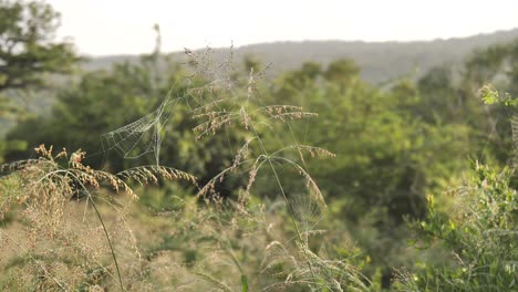 Telaraña-Balanceándose-Entre-Dos-Plantas-De-Sabana-Silvestre-A-Primera-Hora-De-La-Mañana