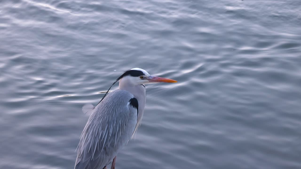 герон стоит, а затем летит над волнистой водой.