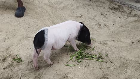 pig eating grass