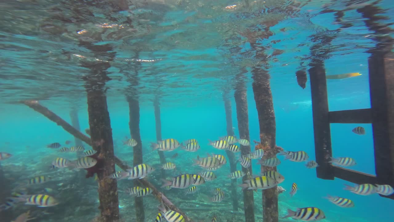 numerosos peces sargento mayor nadan a través de pilares incrustados de coral en las aguas turquesas de raja ampat, indonesia.
