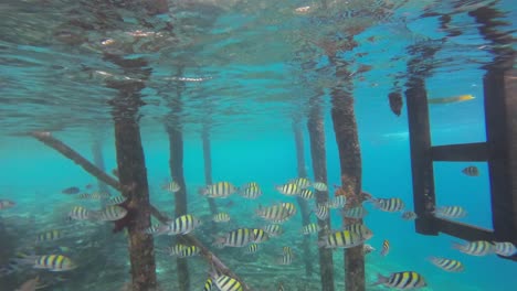 Numerous-Sergeant-Major-fish-swim-through-coral-encrusted-pillars-In-the-turquoise-waters-of-Raja-Ampat,-Indonesia