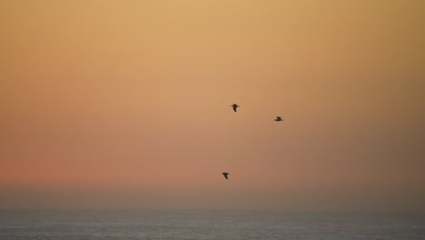 Slow-motion-shot-of-birds-flying-over-the-ocean-with-a-beautiful-orange-sky-during-sunrise-or-sunset